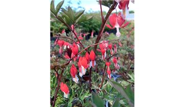 Gartenpflanzen Daepp