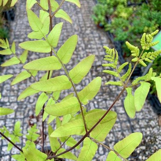 Osmunda regalis 'Purpurascens'