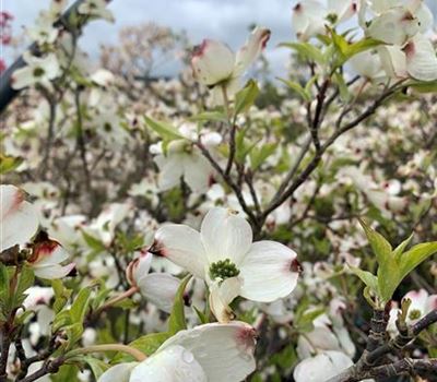 Cornus florida 'Rainbow'