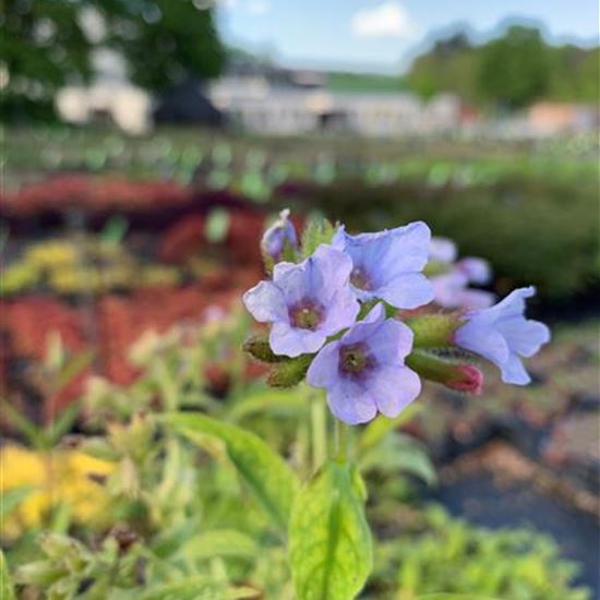 Pulmonaria angustifolia 'Blue Mist'