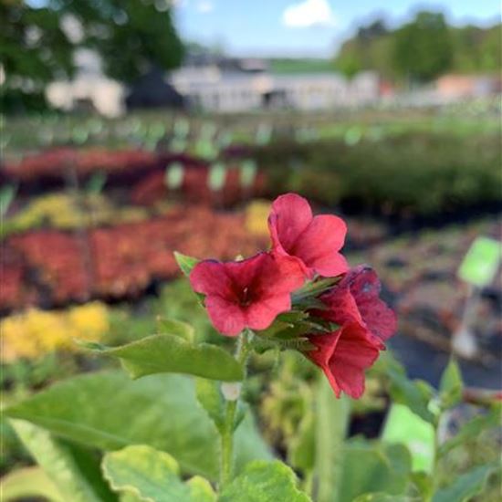 Pulmonaria rubra 'Redstart'