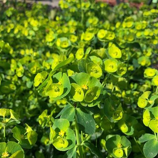 Euphorbia amygdaloides var. robbiae