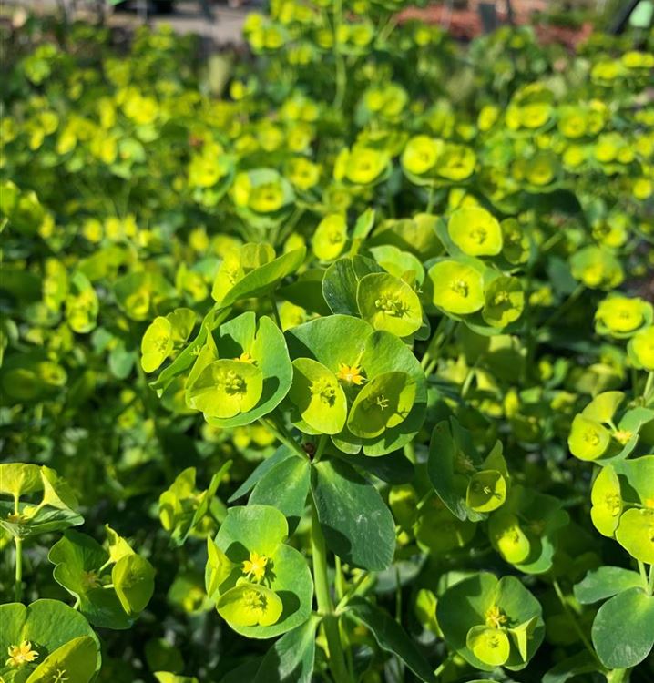 Mandelblättrige Wolfsmilch