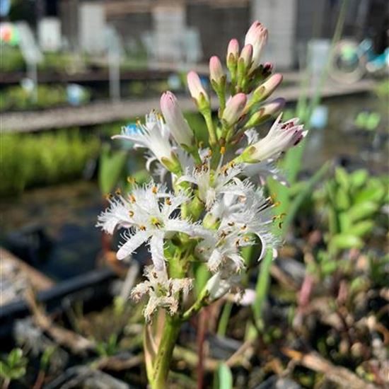 Menyanthes trifoliata