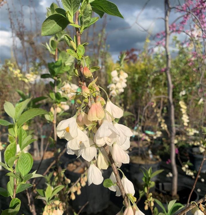 Schneeglöckchenbaum