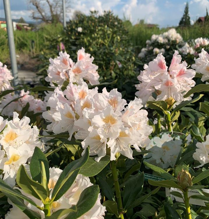 Rhododendron 'Cunningham's White'