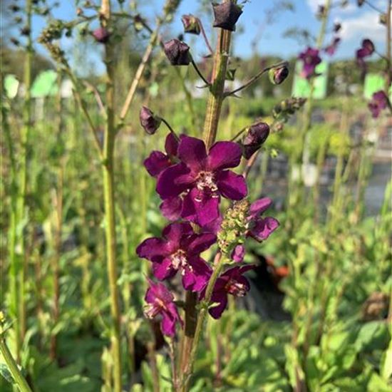Verbascum phoeniceum