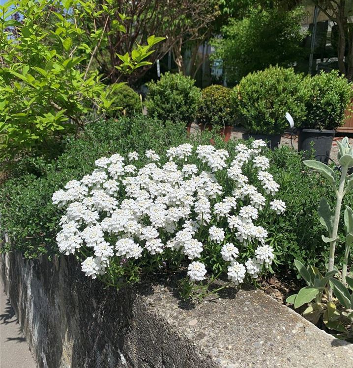 Immergrüner Bauernsenf
