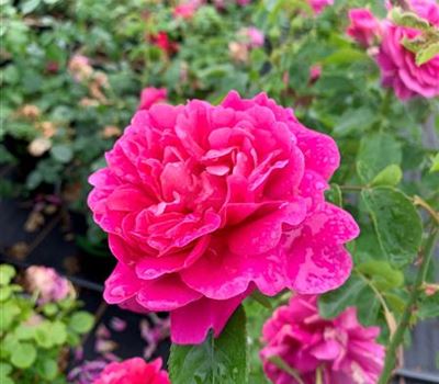 Rosa (Englische Rose) 'Princess Anne'