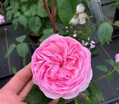Rosa (Englische Rose) 'Olivia Rose Austin'