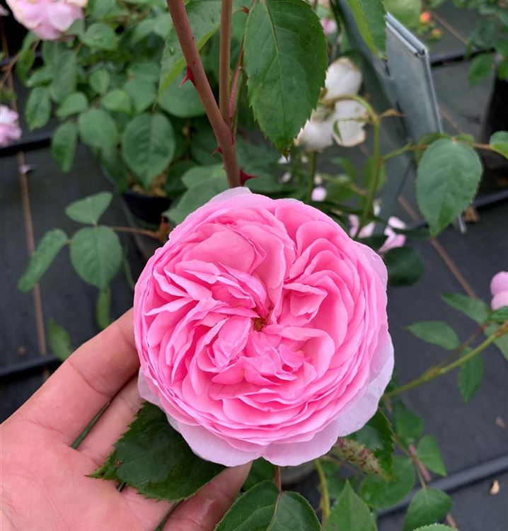 Englische Rose 'Olivia Rose Austin'®