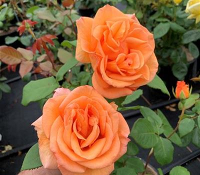 Rosa (Teehybride) 'Doris Tysterman'