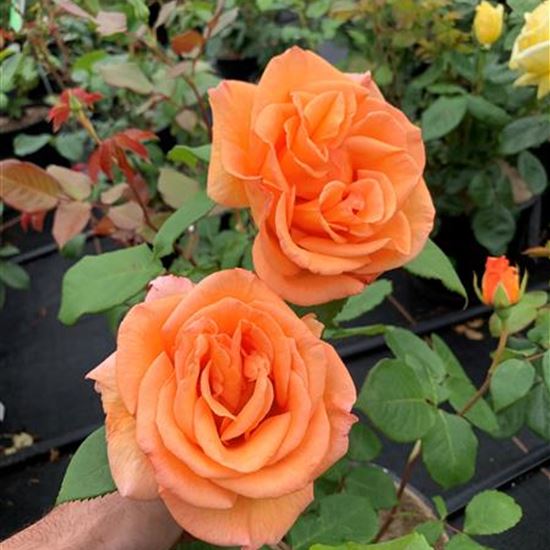 Rosa (Teehybride) 'Doris Tysterman'