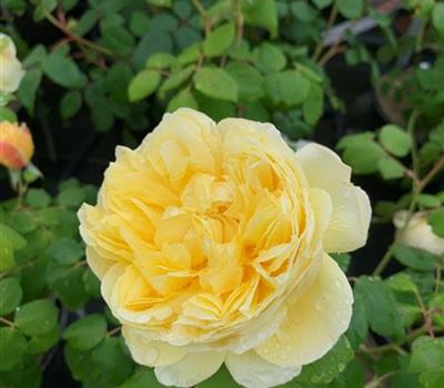 Rosa (Englische Rose) 'Charles Darwin'