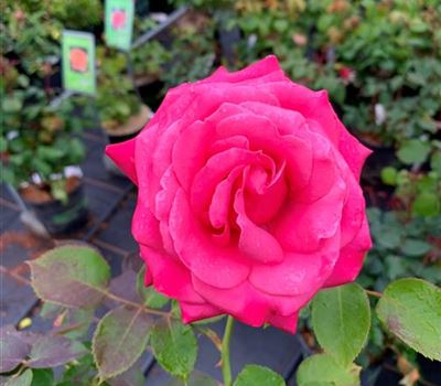 Rosa (Teehybride) 'Charisma'