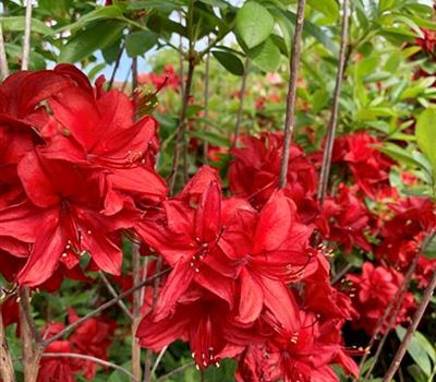 Rhododendron 'Nabucco'