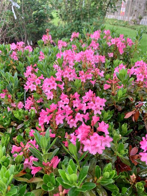 Rhododendron hirsutum, Alpenrose, Steinrose - Gartenpflanzen Daepp