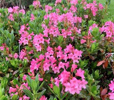 Rhododendron hirsutum