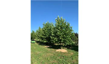 Gartenpflanzen Daepp