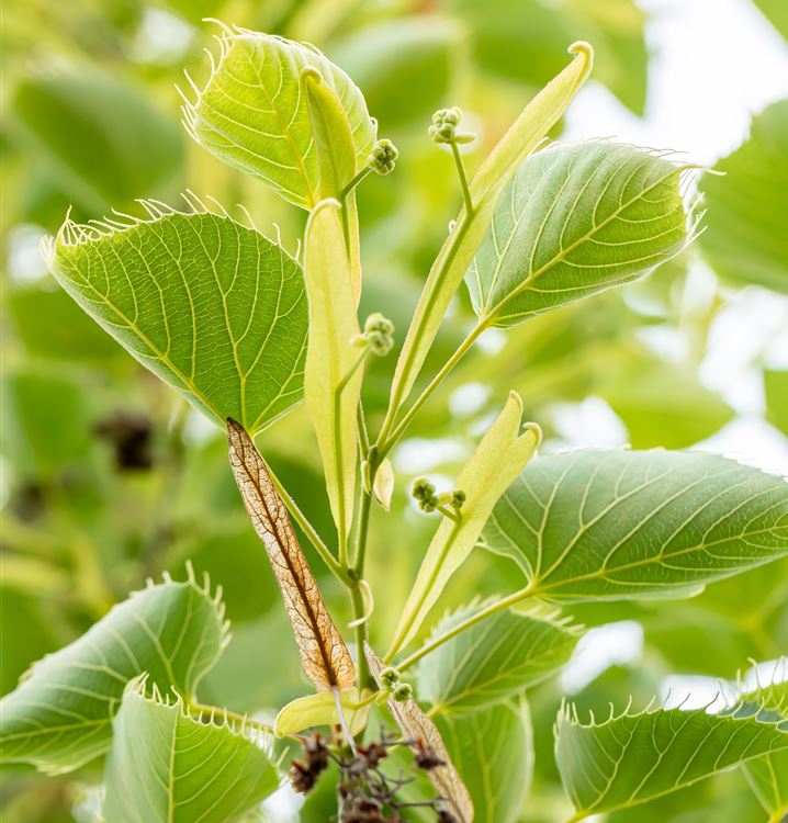 Dachförmige Bewimperte Linde