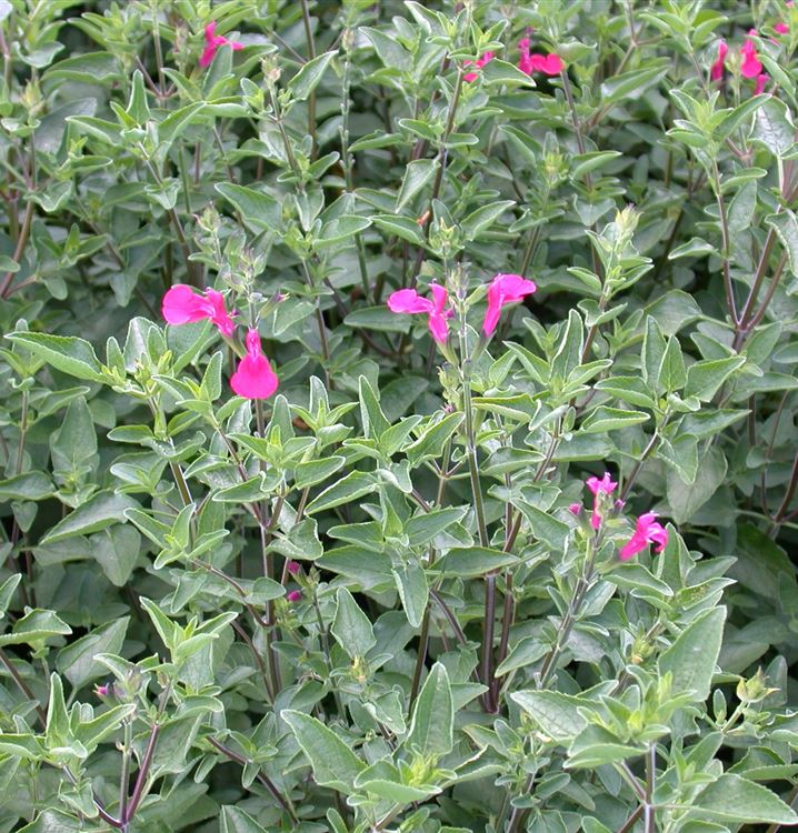 Pfirsichsalbei 'Nachtvlinder'