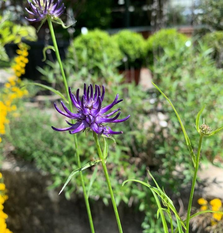 Scheuchzers Teufelskralle