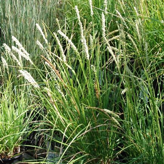 Sesleria autumnalis Sesleria autumnalis