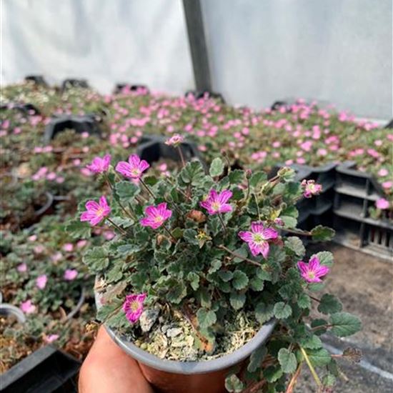 Erodium variabile (x) 'Bishop's Form'