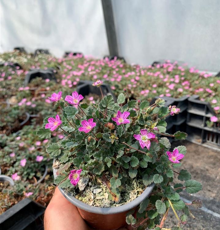 Zwergiger Garten-Reiherschnabel 'Bishop´s Form'