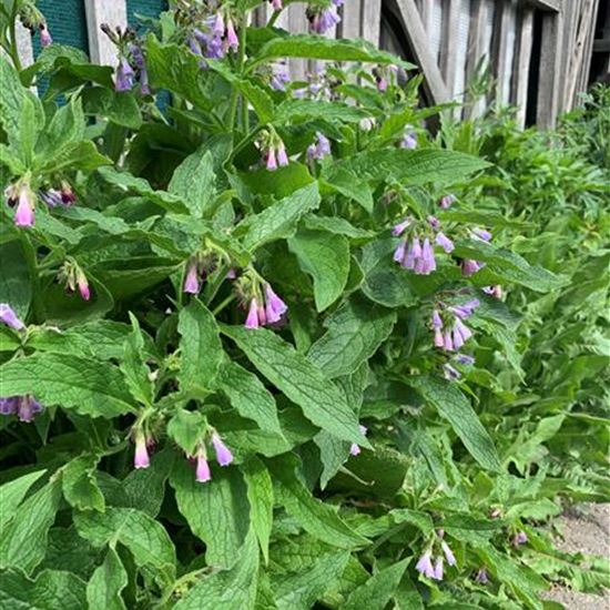 Symphytum officinale