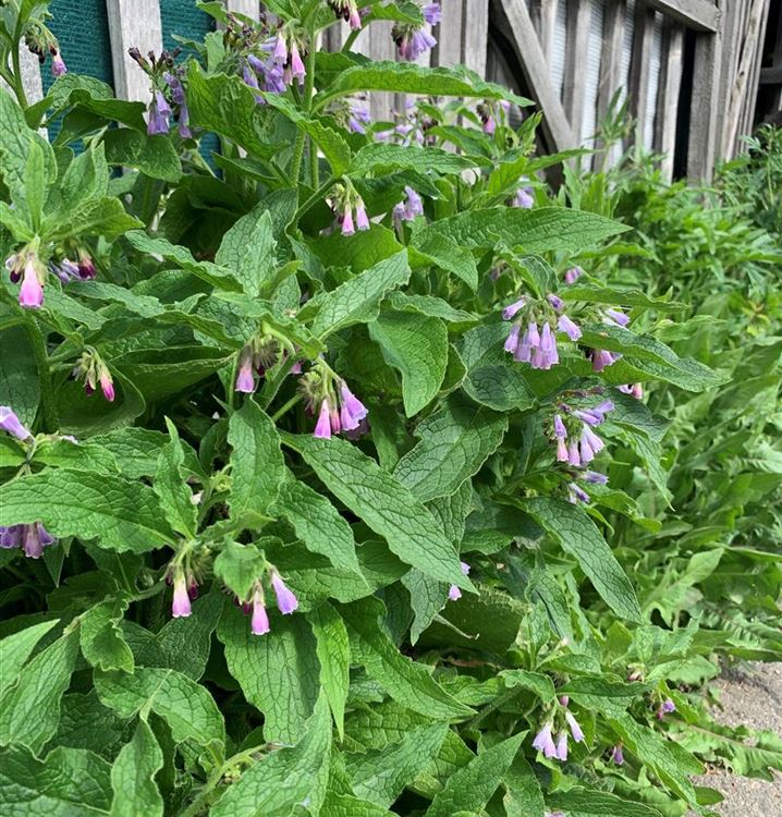 Gemeine Wallwurz, Beinwell