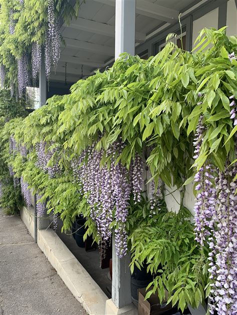 Wisteria floribunda 'Macrobotrys'/'Multijuga', Edelblauregen 'Macrobotrys'/'Multijuga'  - Gartenpflanzen Daepp