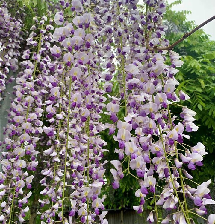 Edelblauregen 'Macrobotrys'/'Multijuga'