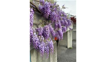 Gartenpflanzen Daepp