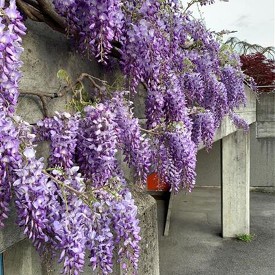 Wisteria sinensis 'Blau'