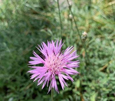 Centaurea simplicicaulis
