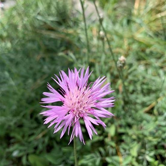 Centaurea simplicicaulis
