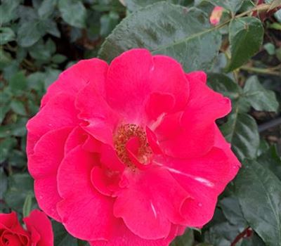 Rosa (Strauchrose) 'Romanze'