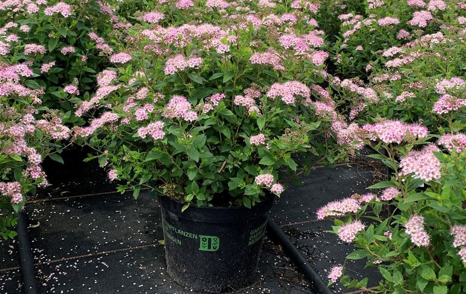Spiraea japonica 'Little Princess'