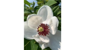 Gartenpflanzen Daepp