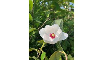 Gartenpflanzen Daepp