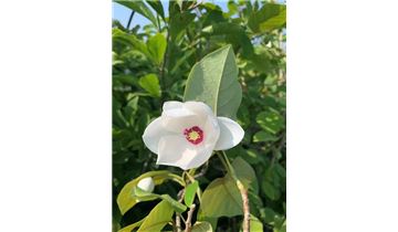 Gartenpflanzen Daepp