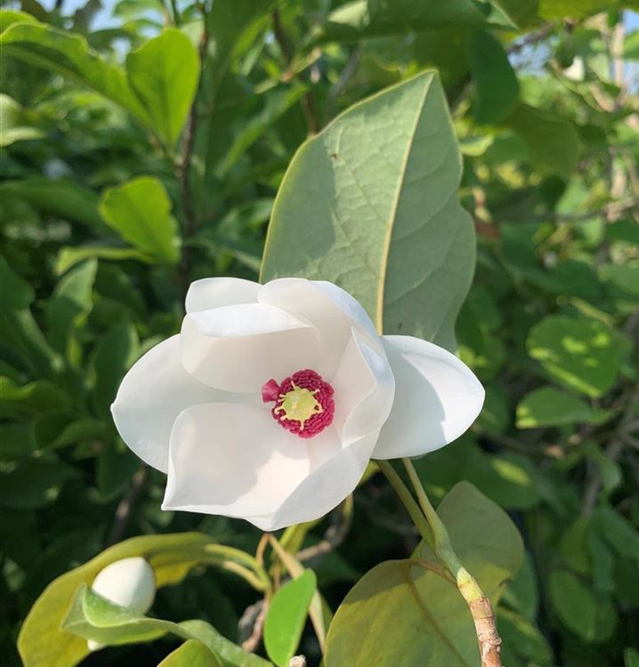 Siebolds Magnolie