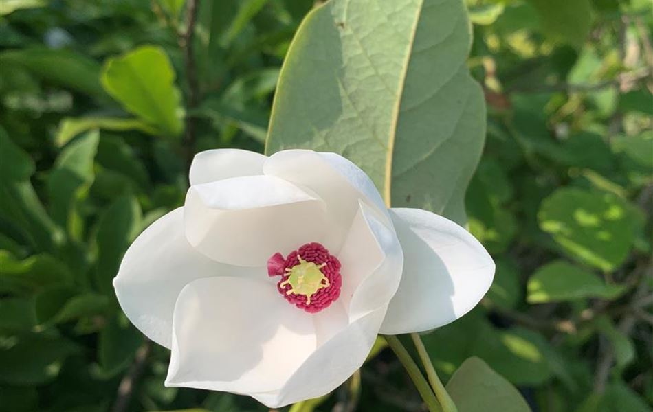 Magnolia sieboldii