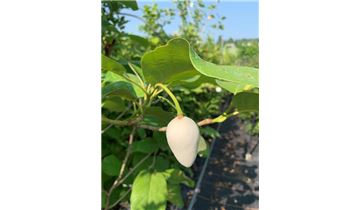 Gartenpflanzen Daepp