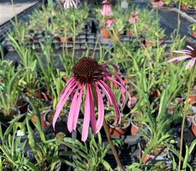 Echinacea pallida