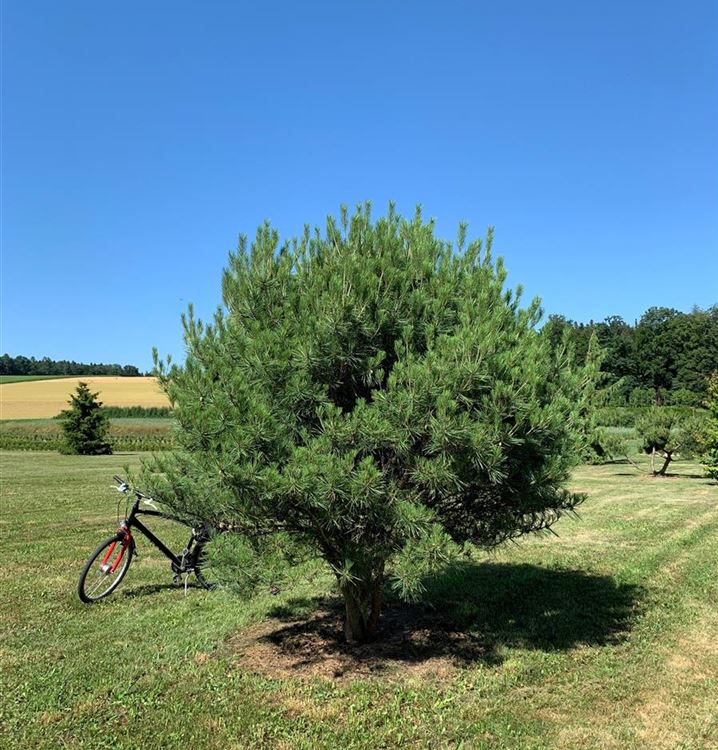 Japanische Rotkiefer