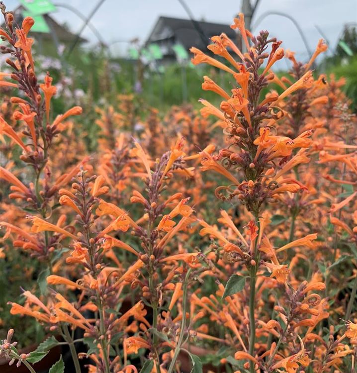 Agastache, Duftnessel