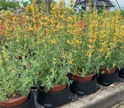 Agastache 'Kudos Yellow'