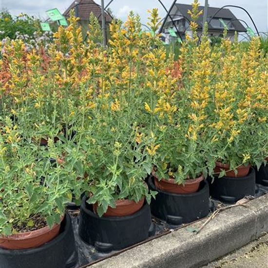 Agastache 'Kudos Yellow'